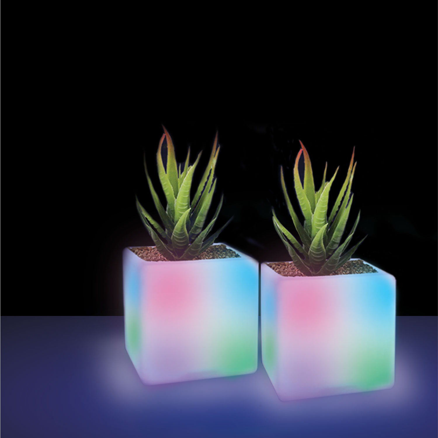 Brookstone LED Cube with succulent pk. of 2 Rossy